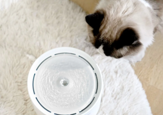 Water Filtration Systems for Pet Fountains